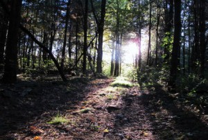 trees with sun